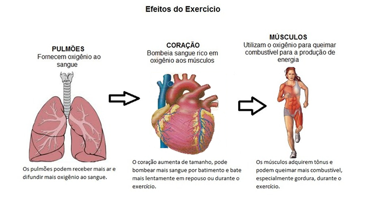 O que acontece no corpo quando fazemos exercício físico?, saúde